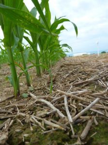 mulch au sol sous culture de ma&iuml;s