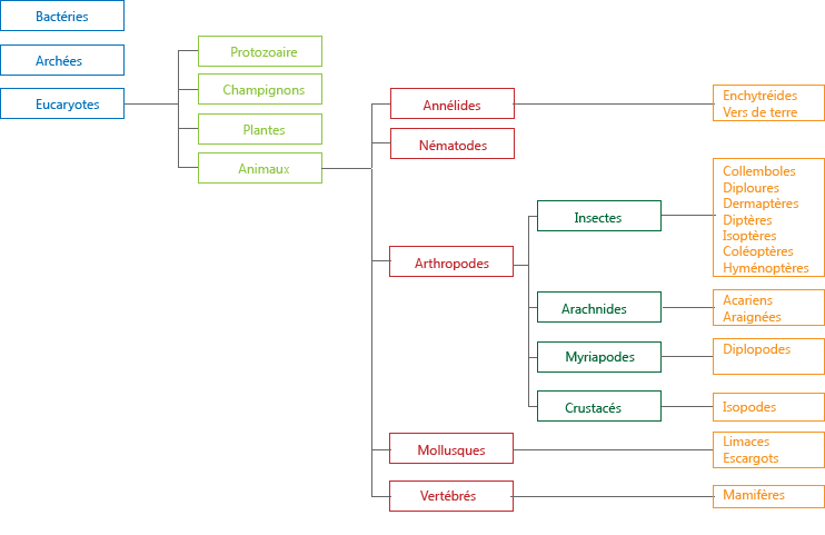 Arbre phylog&eacute;nqiue