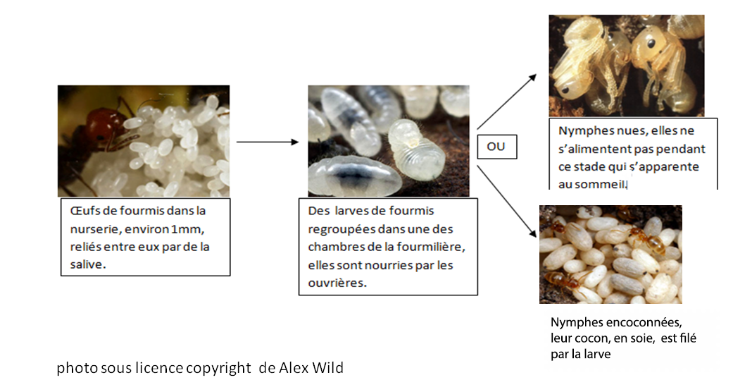 sch&eacute;ma de d&eacute;veloppement des fourmis