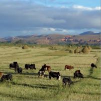 Z&eacute;bu dans des champs &agrave; Madagascar
