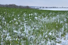 Chalps de moutarde sous la neige