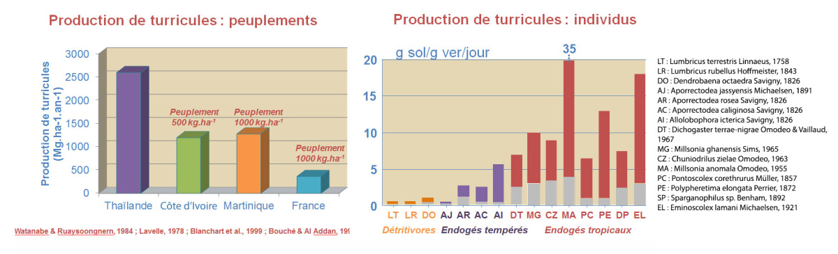vdt pr&eacute;sents dans les turricules