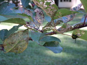 PhotogrPhotographie&nbsp;: Lavakas, figure &eacute;rosive (De Tourdonnet, S. UMR Innovation). On observe des feuilles transperc&eacute;es et brunies.