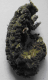 Photographie : Larve du 3&egrave;me stade d'Heteronychus plebejus 15 jours apr&egrave;s la mort, recouvert des conidiospores de muscardine verte (Rakotoarisoa, H.L. 2007)