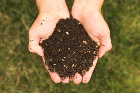 Photographie : Compost,produit de la dégradation de déchets organiques, donc particulièrement riche en matière organique (Wikipédia). On observe une poignée de compost, de couleur brun foncé, signe de richesse en matière organique.