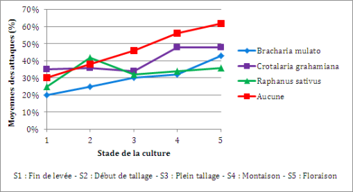 Graphique : &Eacute;volution cumul&eacute;e des attaques de vers blancs sur riz pluvial, sur un pr&eacute;c&eacute;dent de ma&iuml;s (Randriamanantsoa, R. et al. 2012). On observe l'&eacute;volution des moyennes d'attaques au fur et &agrave; mesure du cycle de d&eacute;veloppement du riz, en fonction des diff&eacute;rentes plantes de couverture.