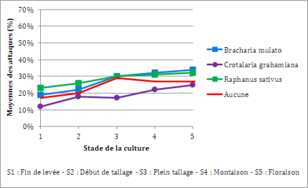 Graphique : &Eacute;volution cumul&eacute;e des attaques de vers blancs sur riz pluvial, sur un pr&eacute;c&eacute;dent de riz pluvial (Randriamanantsoa, R. et al. 2012). On observe l'&eacute;volution des moyennes d'attaques au fur et &agrave; mesure du cycle de d&eacute;veloppement du riz, en fonction des diff&eacute;rentes plantes de couverture.