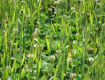Photographie : Forte concurrence entre la culture principale de blé et le couvert végétal vivant de trèfle (Peigné, J. ? ISARA Lyon)