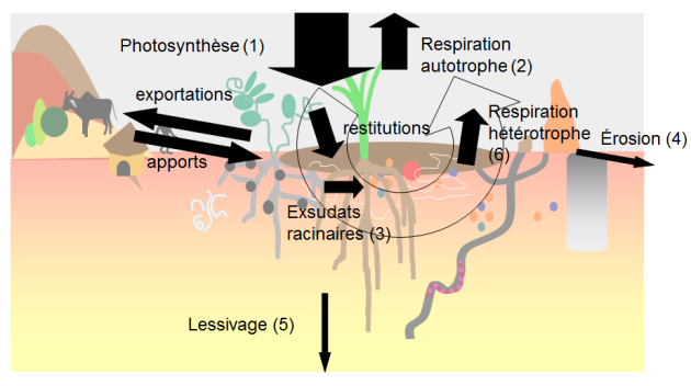 Flux du Carbone dans l'agrosystème : respiration autotrophe, respiration hétérotrophe, érosion, exsudats racinaires, exportations, apports, lessivage
