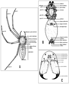 Schémas : Anatomie des Arachnides - A) Vue dorsale ; B) Vue ventrale ; C) Vue de face (Anonyme).