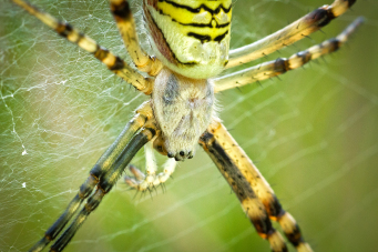 Photographie : Araignée tigrée (Didier Weemaels)