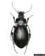 Photographie : Carabus nemoralis (Pennsylvania Department of Conservation and Natural Resources - Forestry Archive)