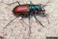 Photographie : Cicindela scutellaris (Sturgis McKeever)