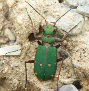 Photographie : Cicindela campestris mâle (J.P. Marino)