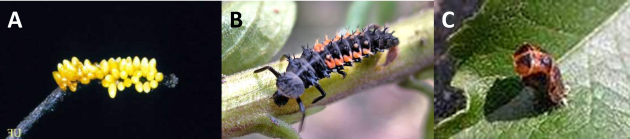 Différents stades de développement des coccinelles - A) Oeufs ; B) Larve stade 3 à 4 ; C) Nymphe (Wikipédia)