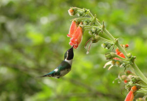 Photographie : Chaetocercus berlepschi se nourrissant sur ​​les fleurs de Kohleria spicata (Wikipédia). On observe un colibri plongeant le bec dans la corolle d'une fleur très colorée, afin d'y récupérer le nectar.