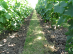 Photographie : Enherbement des inter-rangs de vigne comme moyen de lutte contre l'érosion