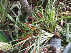 Photographie : Tillandsia flabellata, épiphyte (Wikipédia). On observe une plante développée sur une branche d'arbre, en hauteur.