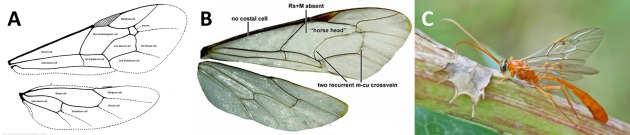  Nervations alaires d'Ichneumonidae - A) Schéma de l'aile ; B) Photographie de l'aile ; C) Photographie de l'individu (A. Ramel, Le monde des insectes)