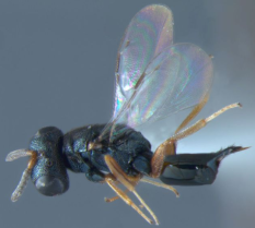 Photographie : Pachycrepoideus Vindemiae (Parasitoids of Fruit-Infesting Tephritidae)