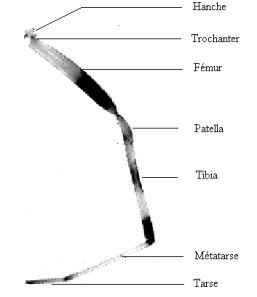 Schéma : Patte d'araignée (Agnarsson I., 2005). Montrant les 7 segments qui la composent