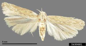 Phthorimaea operculella ou teigne de la pomme de terre (Kurt Ahlmark)