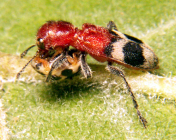 Photographie : Coléoptère Cleridae attaquant une coccinelle (Wikipédia)