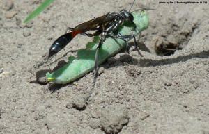 Photographie de Sphecidae (P.J. Bushong)