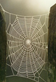 Photographie : Toile d'araignée orbiculaire (Wikipédia). On observe une toile d'araignée composée de rayons et d'une spirale circulaire.