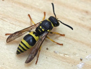 Photographie : Vespidae Eumerinae