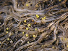 les nématodes forment des kystes jaunes (boules) sur les racines de pommes de terre