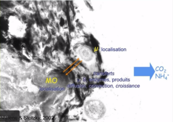 agrégats de MOP au microscope