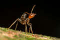 Photo de fourmi de l'espèce Azteca (issue du site photography-on-the.net)