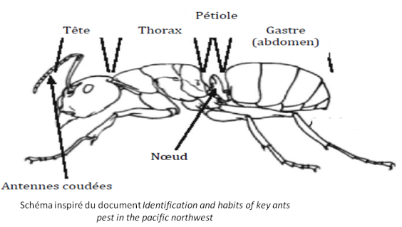 Les organismes du sol - Anatomie des fourmis
