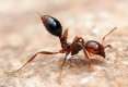 Fire ant, Solenopsis Sp (cliché d'Alex Wild)