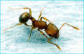 Image d'une fourmi de l'espèce Auropunctata (issue du site argoul.fr)