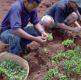 Préparation de boutures à partir de jeunes plants d'Arachis pintoï Photo : N. Moussa