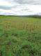 Effet marqué de la fertilisation azotée (premier plan) sur B. ruziziensis. Photo : O.Husson