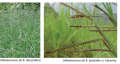 photos : O.Husson