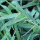 Brachiaria hybride cv “mulato”.Photo : O.Husson