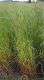 Ray grass italien