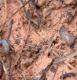 Limaces sous couvert de vesce Photo : K. Naudin