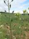 Camelina sativa par Marie PORTAS - CC-BY-SA via Tela Botanica