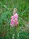 Sainfoin (© Wikimedia commons, Jeantosti)