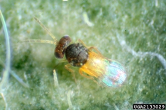Photographie : Encarsia formosa, famille des Aphelinidae (D. Cappaert, Michigan State Univ.)