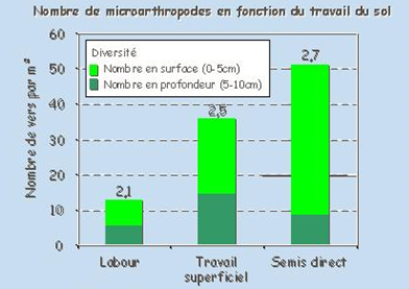 Nombre de micro-arthropodes en fonction du travail du sol. Le nombre est beaucoup plus élevé en semis direct