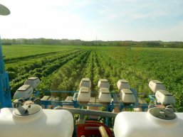 Semis direct de maïs dans un couvert de féverole qui a fait 5,1 t/ha de MS avec 214 kg d'azote piégés (105 kg/ha devraient être restitués au printemps), 35 kg/ha en phosphore et 230 kg/ha en potassium