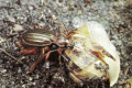 Chrysocarabus auronitens, prédateur de mollusque aux fortes mandibules, cliché de G. Bouloux.