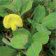 Fleurs jaunes d'Arachis pintoï. Photo : O.Husson
