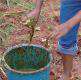 Pralinage de boutures d'Arachis pintoï Photo : N. Moussa